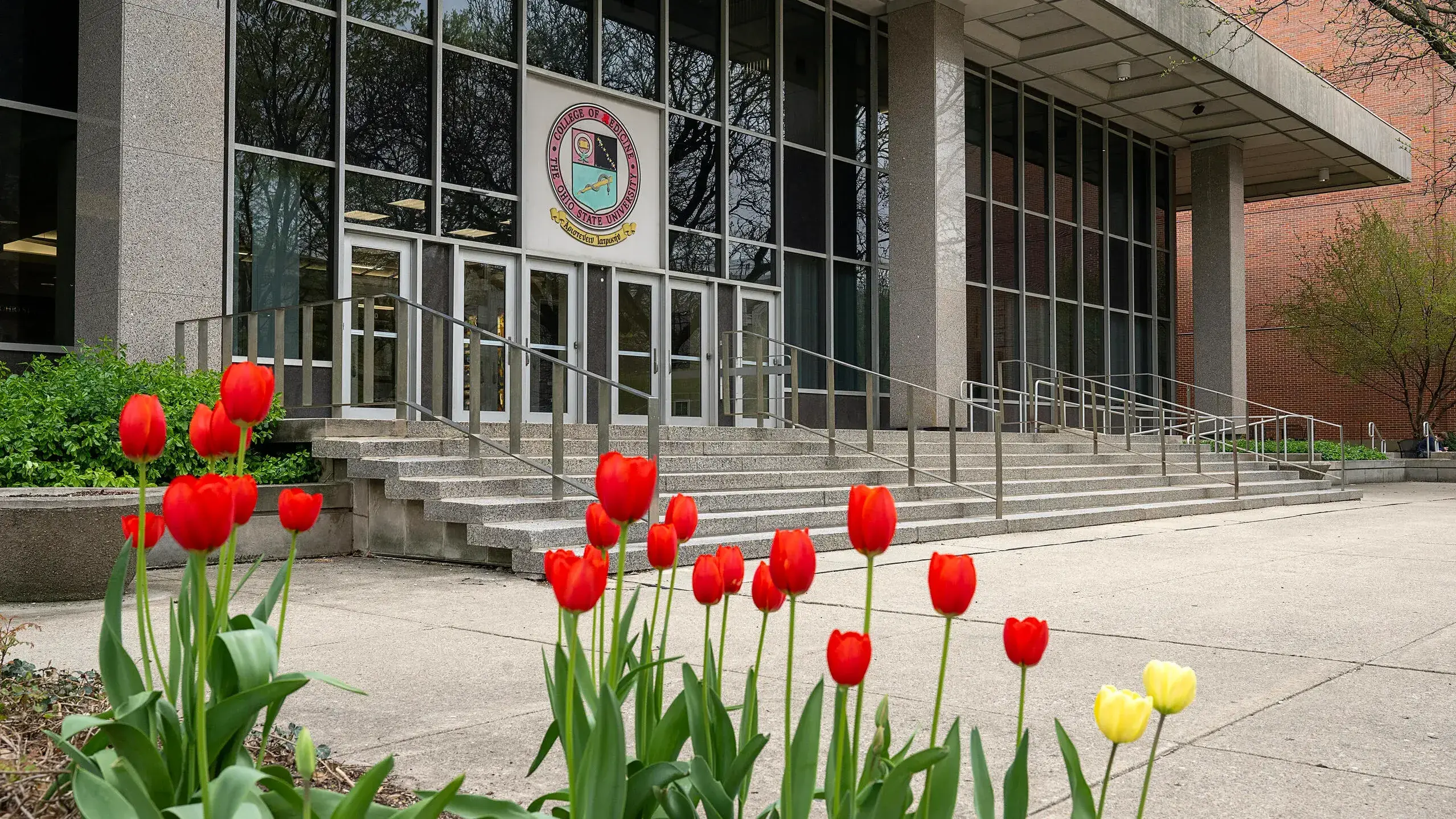 Tulips in front of the College of medicine